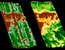 Измерение урожайности одного и того же поля, полученное традиционным наземным методом (слева) и в результате космического зондирования (справа). Результаты кос­мического зондирования являются более точными, а сам метод значительно дешевле