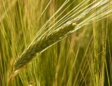 Application of four-channel imaging in agriculture