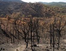 Use of space images and machine learning in rapid assessment of forest fires consequences