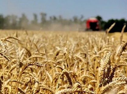 Examination of crop availability in the field and harvest period