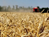 Examination of crop availability in the field and harvest period