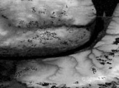 Supply of the AW3D30 digital model of the entire terrestrial surface