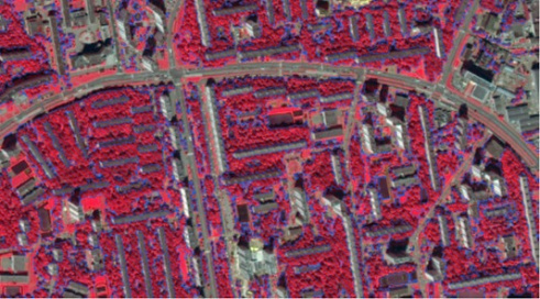 Fig. 2 Fragment of a layer of tree and shrub vegetation